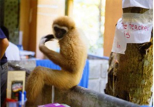 Gibbon at Khao Lak Nature Lodge (TVC HQ)